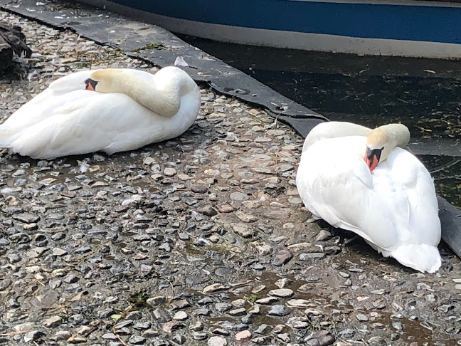 Opinii despre Чайка ресторант în Враца - Гастрономия и хотелиерство