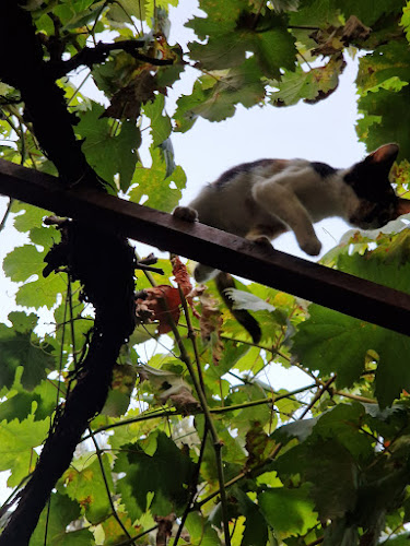 Comentarii opinii despre Майорска къща