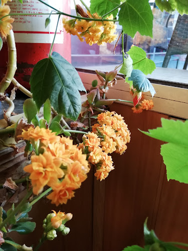 CAFE "KATALPA" - Крумовград