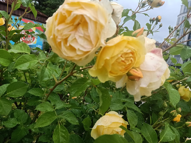 Opinii despre Бар Национал în София - Гастрономия и хотелиерство