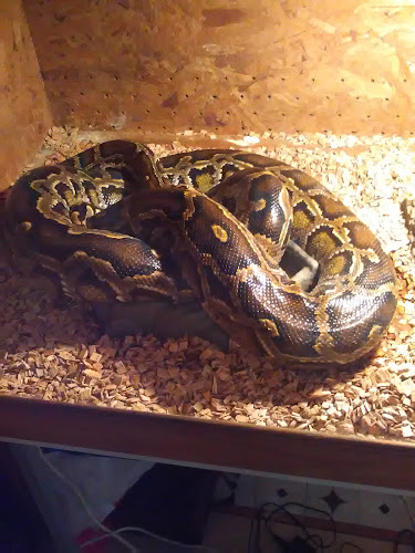 Comentarii opinii despre Зелено