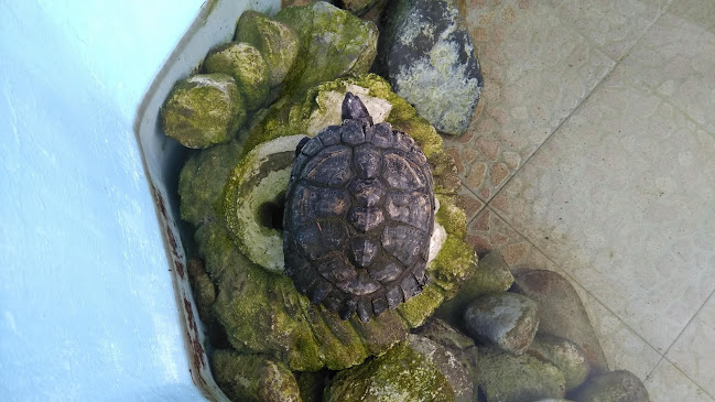 Opinii despre Яменско ханче în Невестино - Гастрономия и хотелиерство