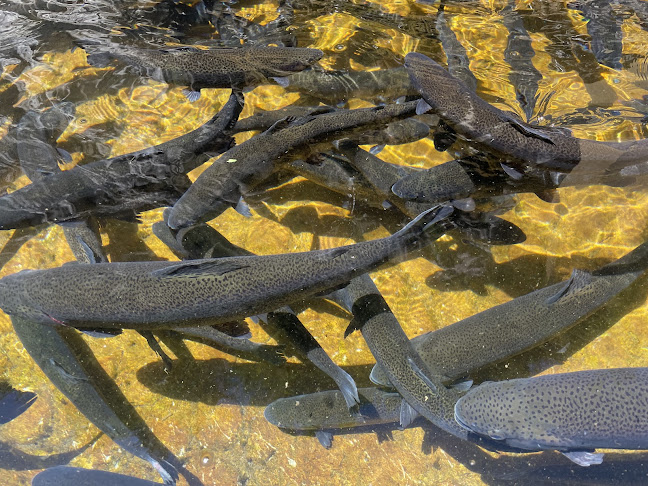 Comentarii opinii despre Механа Орела