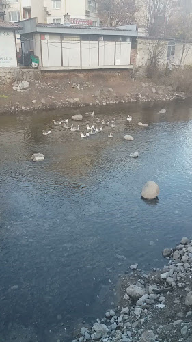 Comentarii opinii despre Старата Върба