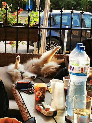 Comentarii opinii despre Pit-Stop Cafe