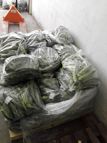 Зеленчукова борса - Варна