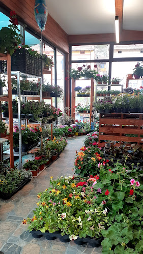 Comentarii opinii despre Градински център Габрово Easy Garden