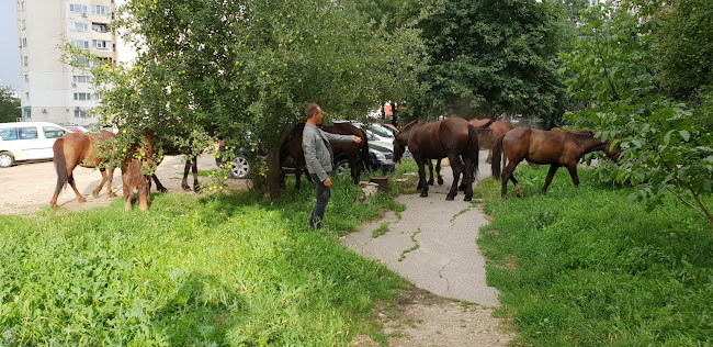 Comentarii opinii despre Калиста