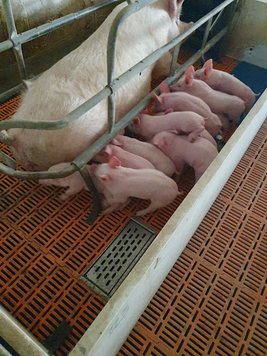 Comentarii opinii despre Месо от Фермата, с. Радко Димитриево| Месарница | Месарски магазин