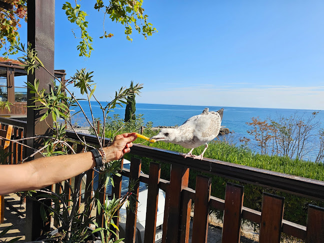 Comentarii opinii despre Кипарис