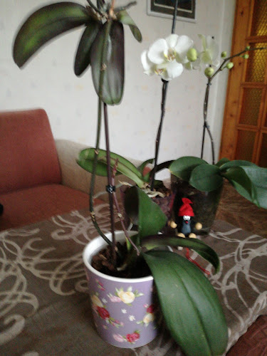 Comentarii opinii despre Закуски Фантазия