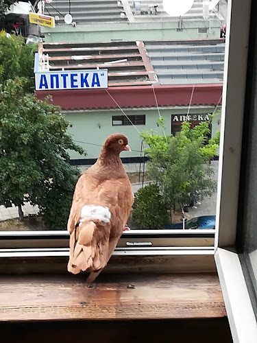 VILLA GRILL - София