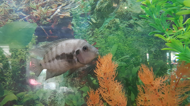 Comentarii opinii despre Ресторант Нептун