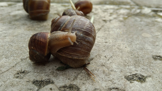 Opinii despre БИРАРИЯТА în Русе - Гастрономия и хотелиерство